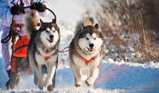 雪橇狗价格(雪橇犬大全)