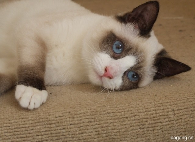 雪鞋猫 雪鞋猫和布偶猫的区别