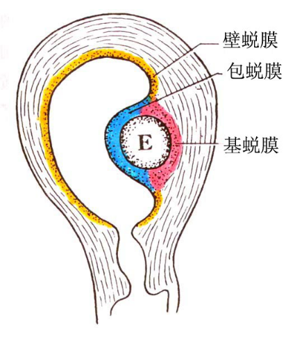 人胎盘