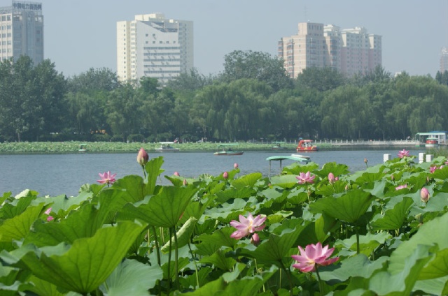 莲花池公园