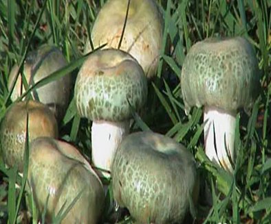 黄丝菌(十大野生菌排名)