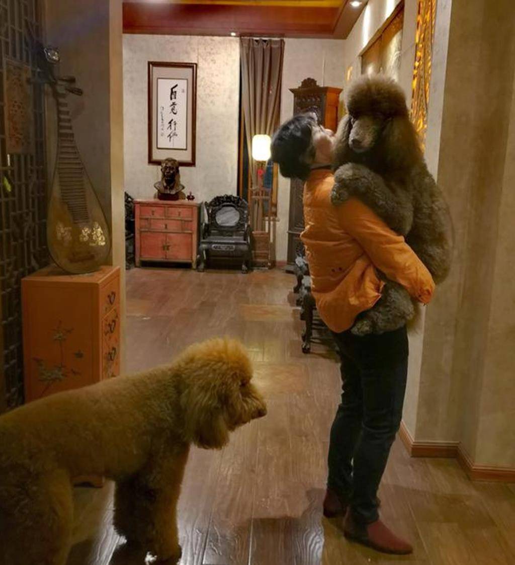 巨型泰迪 巨型泰迪犬图片