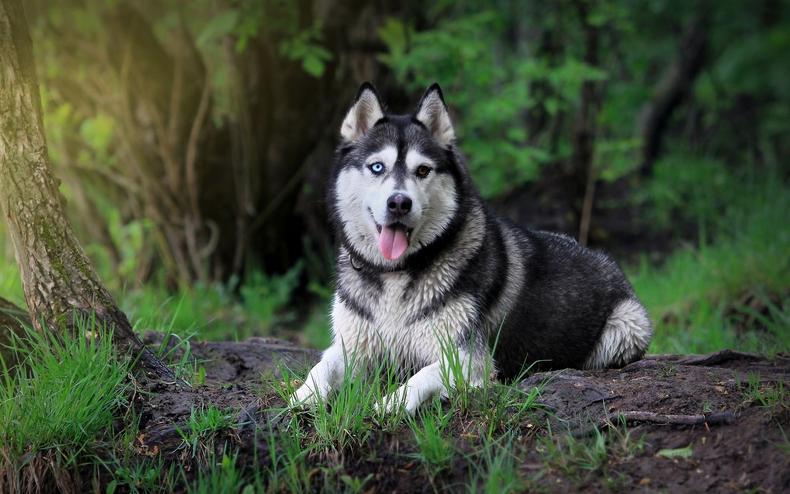 阿拉斯加犬怎么养 阿拉斯加犬怎么养最好