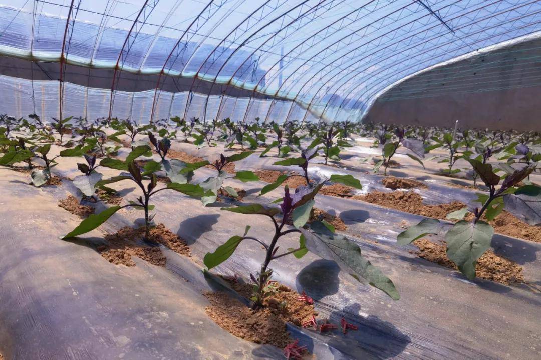 长茄子如何种植?长茄子种植管理技术